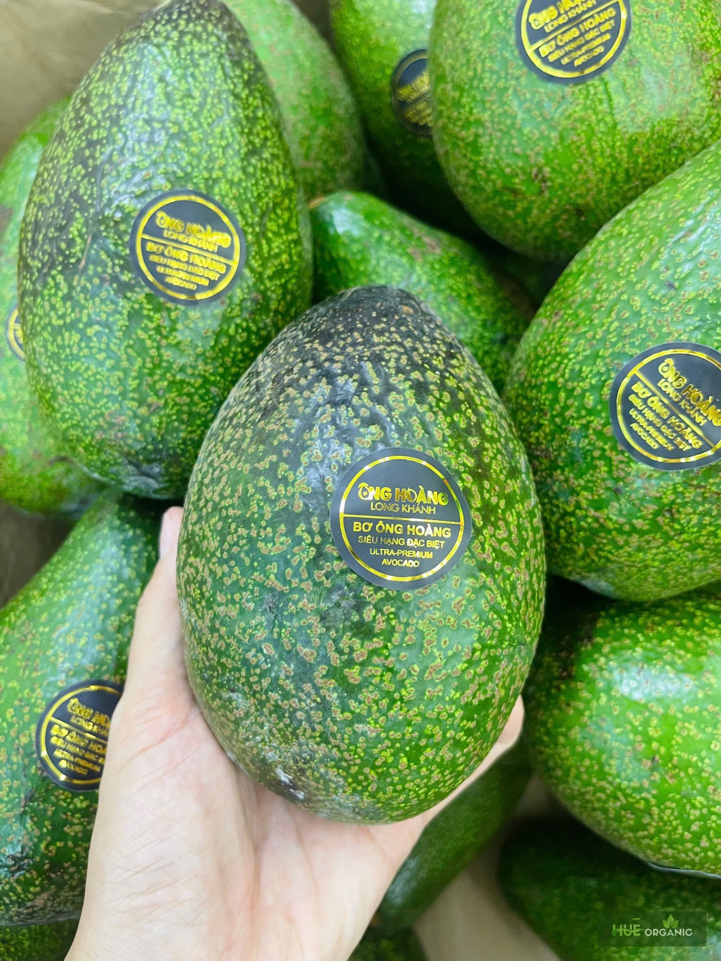 BƠ ÔNG HOÀNG - BƠ VUA ORGANIC - BƠ SÁP SIÊU HẠNG ĐẶC BIỆT - BƠ NGON NHẤT VIỆT NAM - ảnh 7