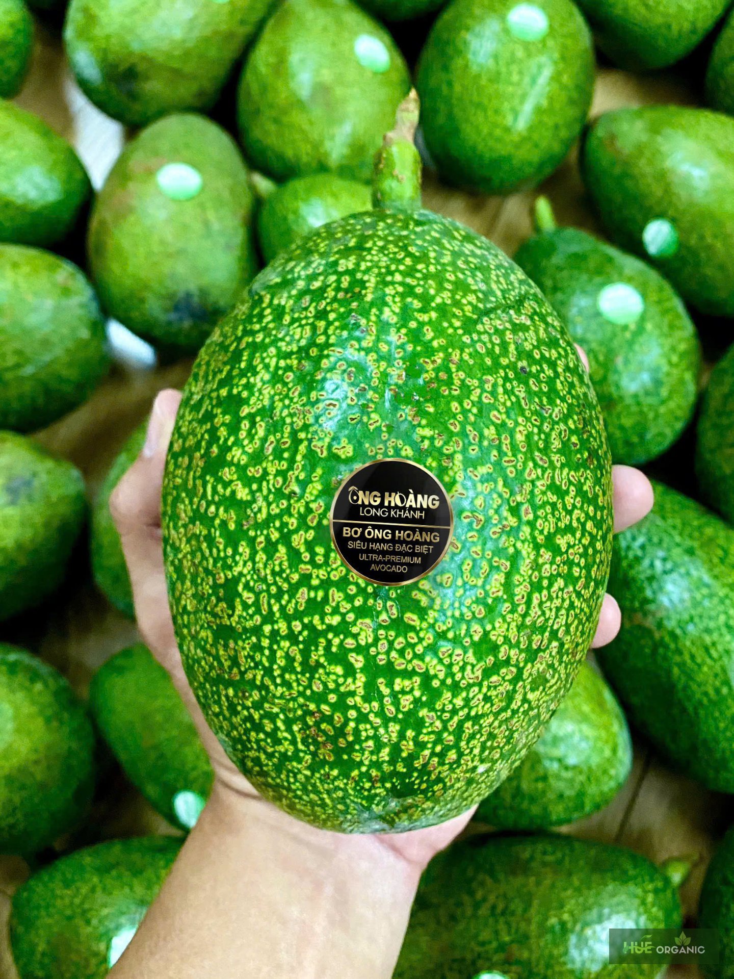 BƠ ÔNG HOÀNG - BƠ VUA ORGANIC - BƠ SÁP SIÊU HẠNG ĐẶC BIỆT - BƠ NGON NHẤT VIỆT NAM - ảnh 3