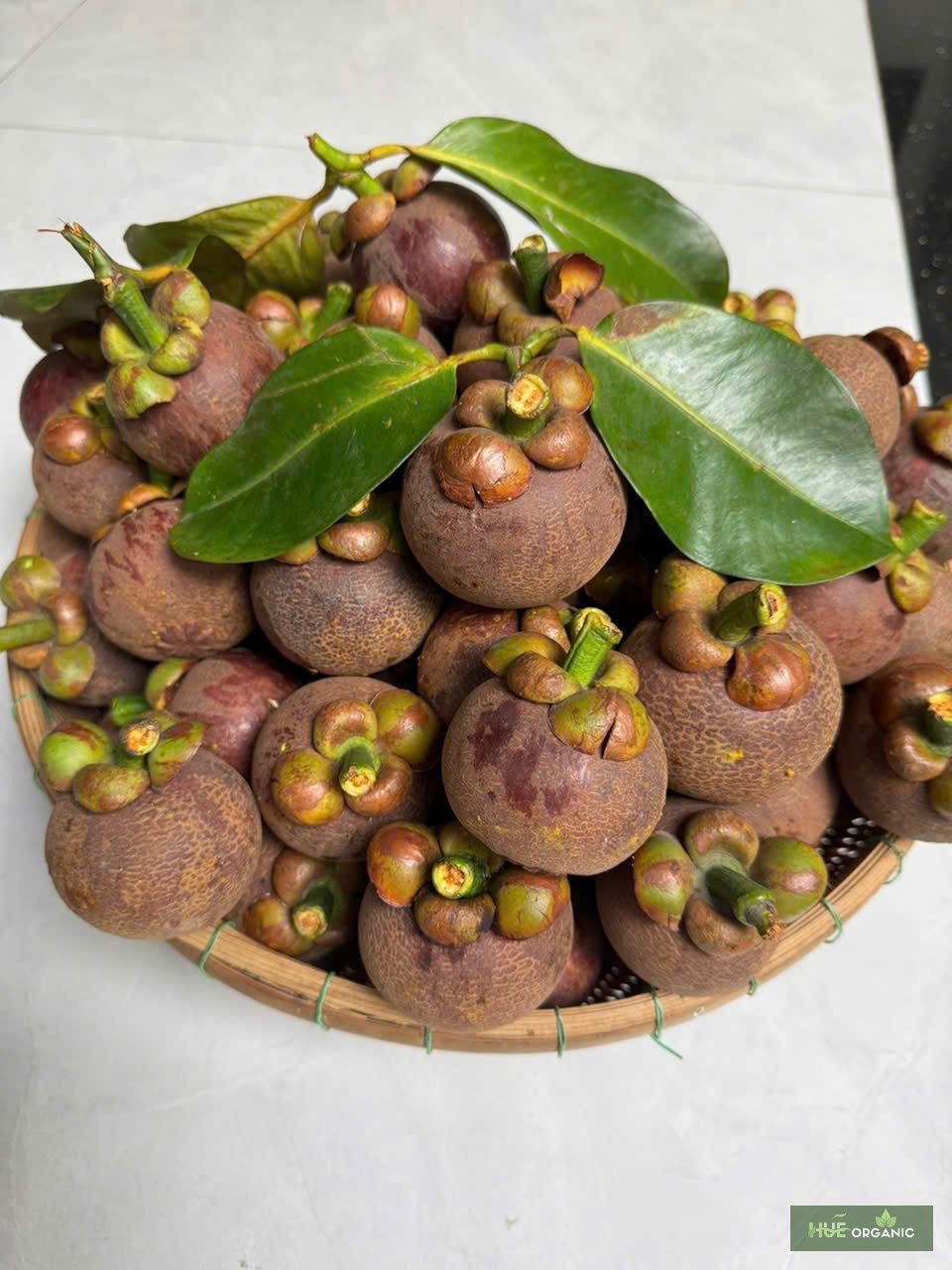 MĂNG CỤT - ảnh 3