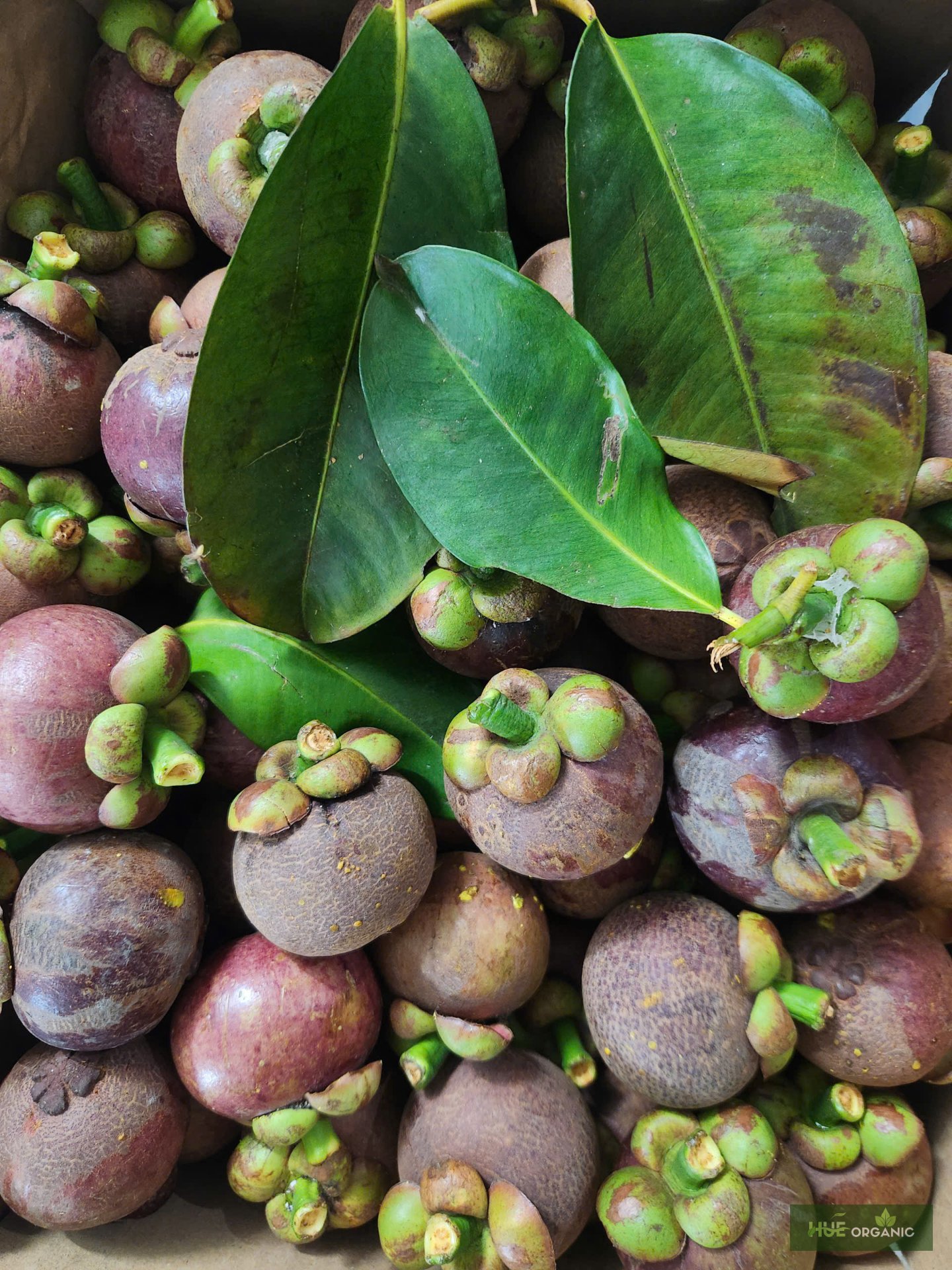 MĂNG CỤT - ảnh 5