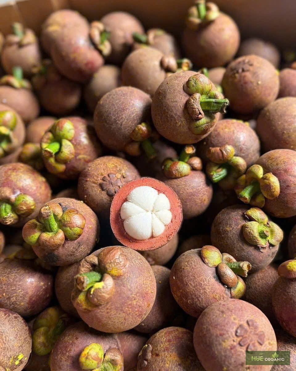 MĂNG CỤT - ảnh 7