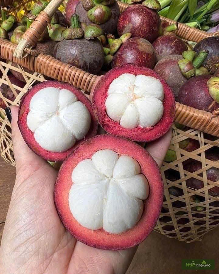 MĂNG CỤT - ảnh 9