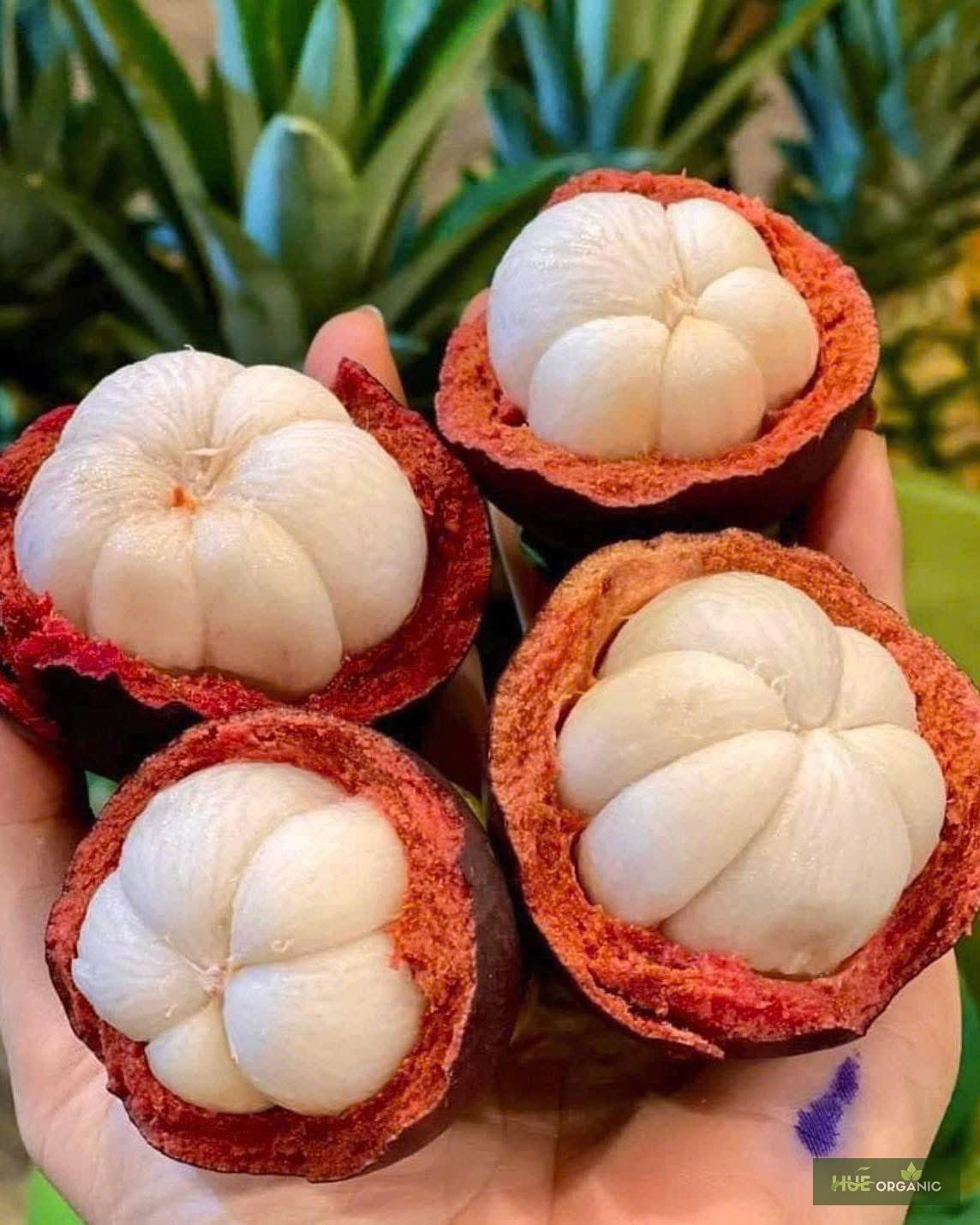 MĂNG CỤT - ảnh 11