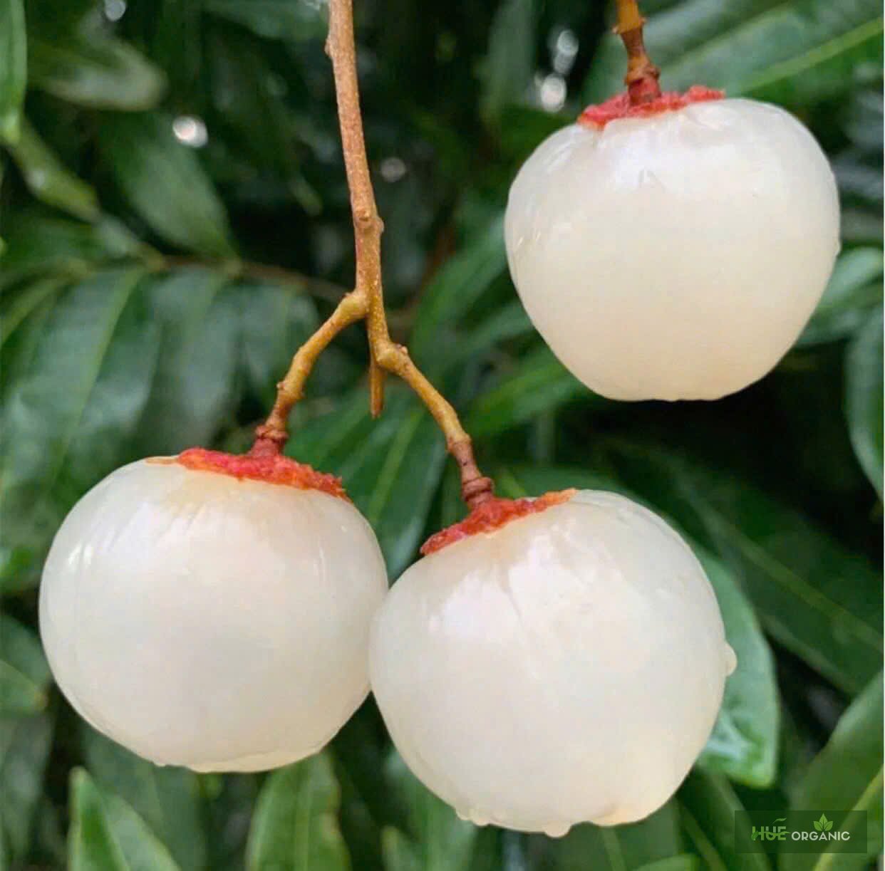 VẢI U TRỨNG THANH HÀ