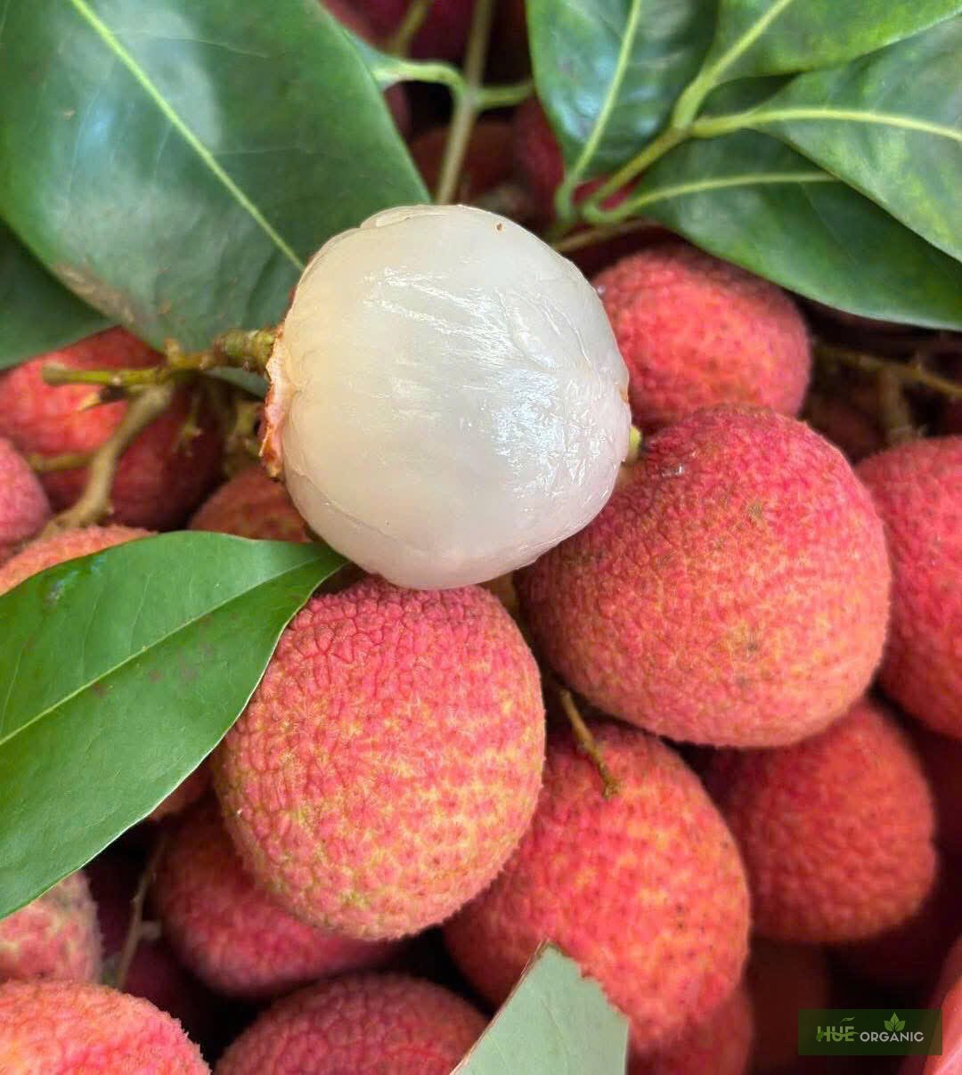 VẢI U TRỨNG THANH HÀ