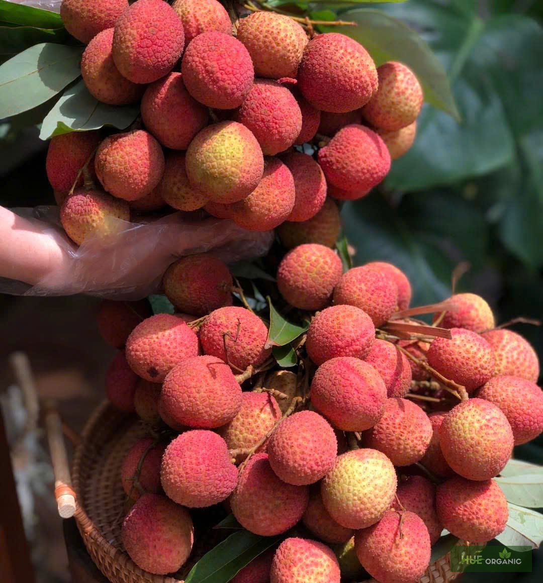 VẢI U TRỨNG THANH HÀ - ảnh 9