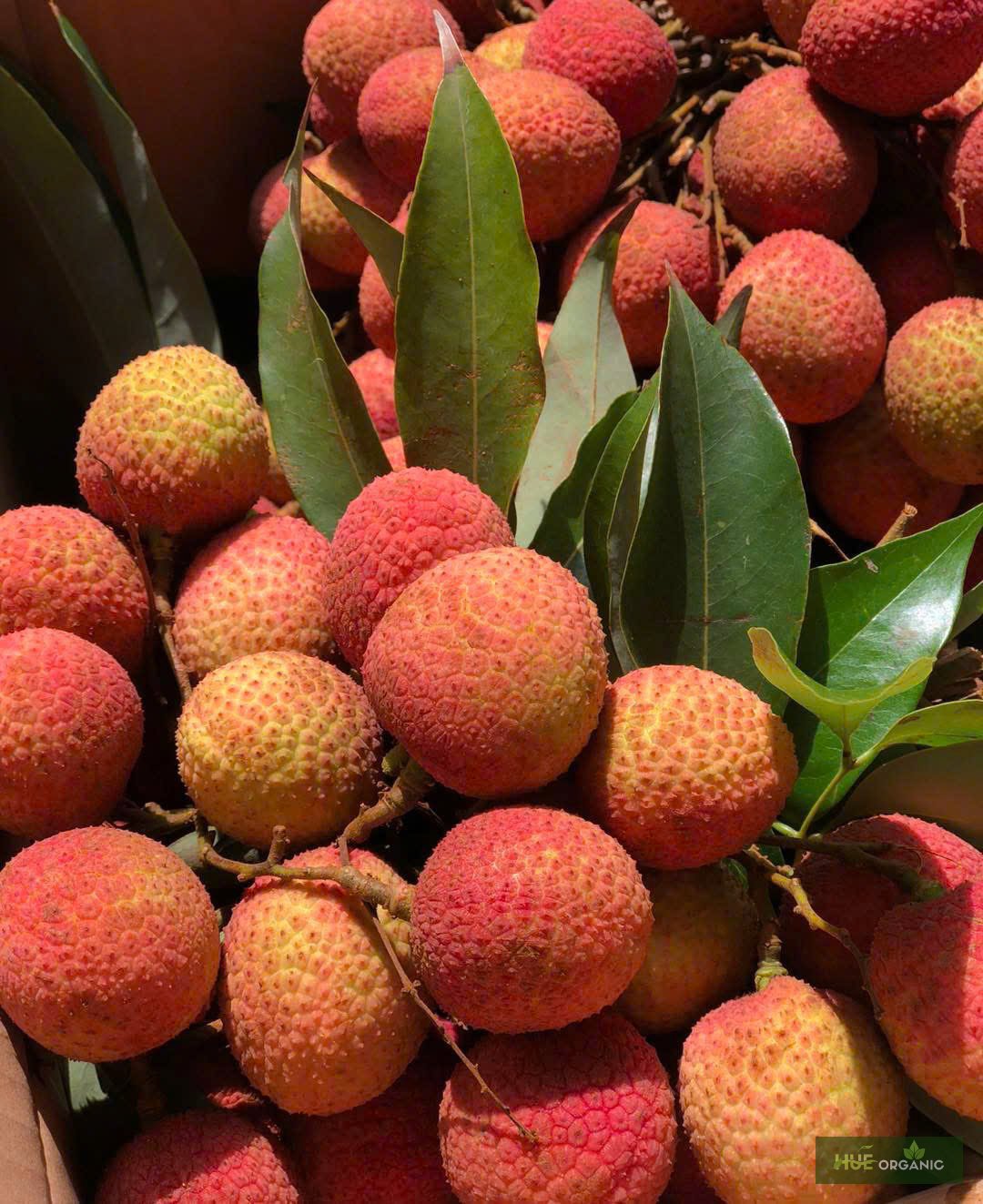 VẢI U TRỨNG THANH HÀ - ảnh 13