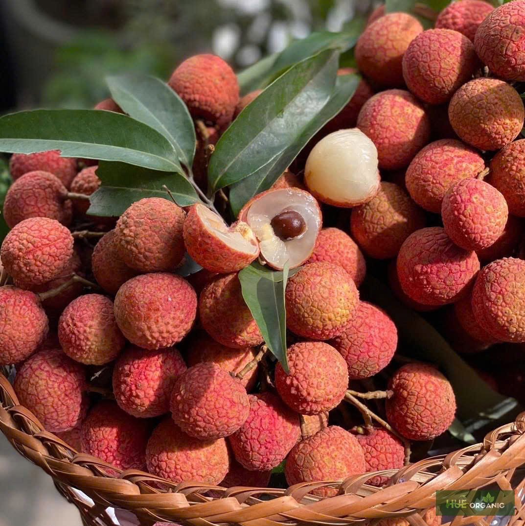 VẢI U TRỨNG THANH HÀ - ảnh 17