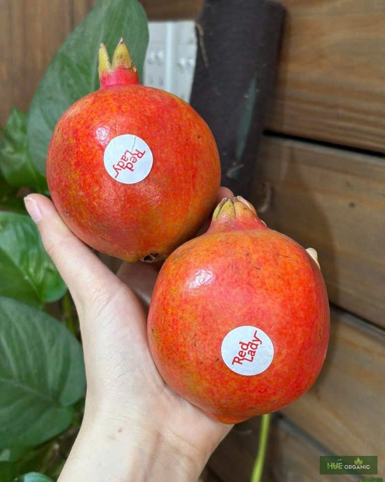 LỰU ẤN ĐỘ - LỰU NGON NHẤT THẾ GIỚI - ảnh 8