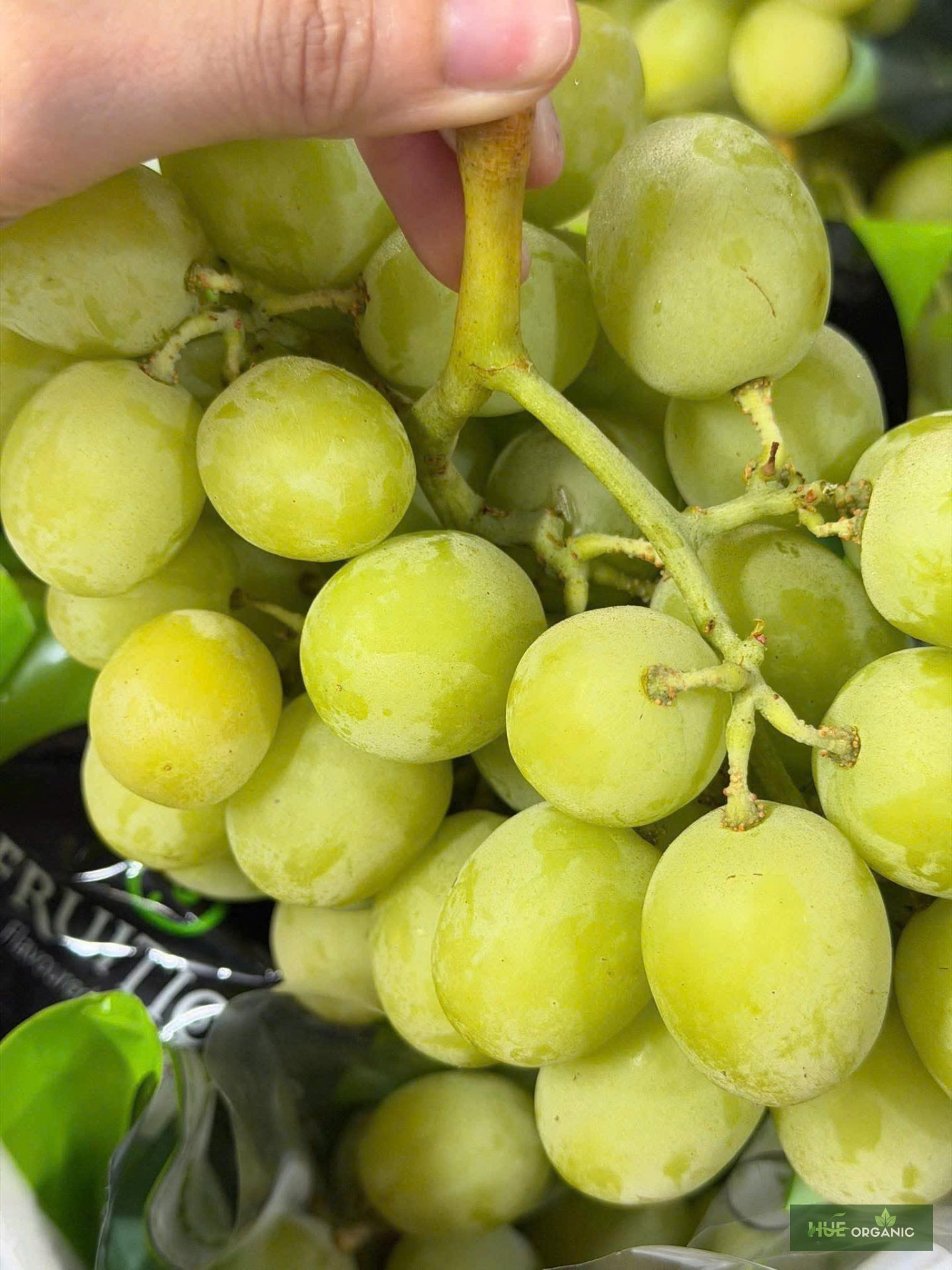 NHO XANH ÚC PREMIUM - RẤT GIÒN, NGỌT NGON