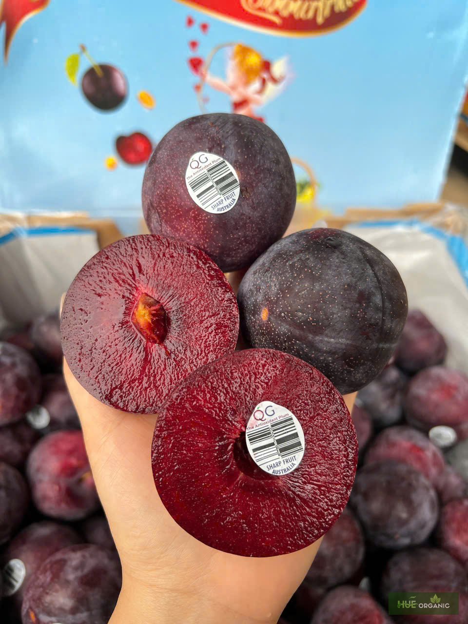 MẬN ÚC RUỘT ĐỎ - ảnh 3