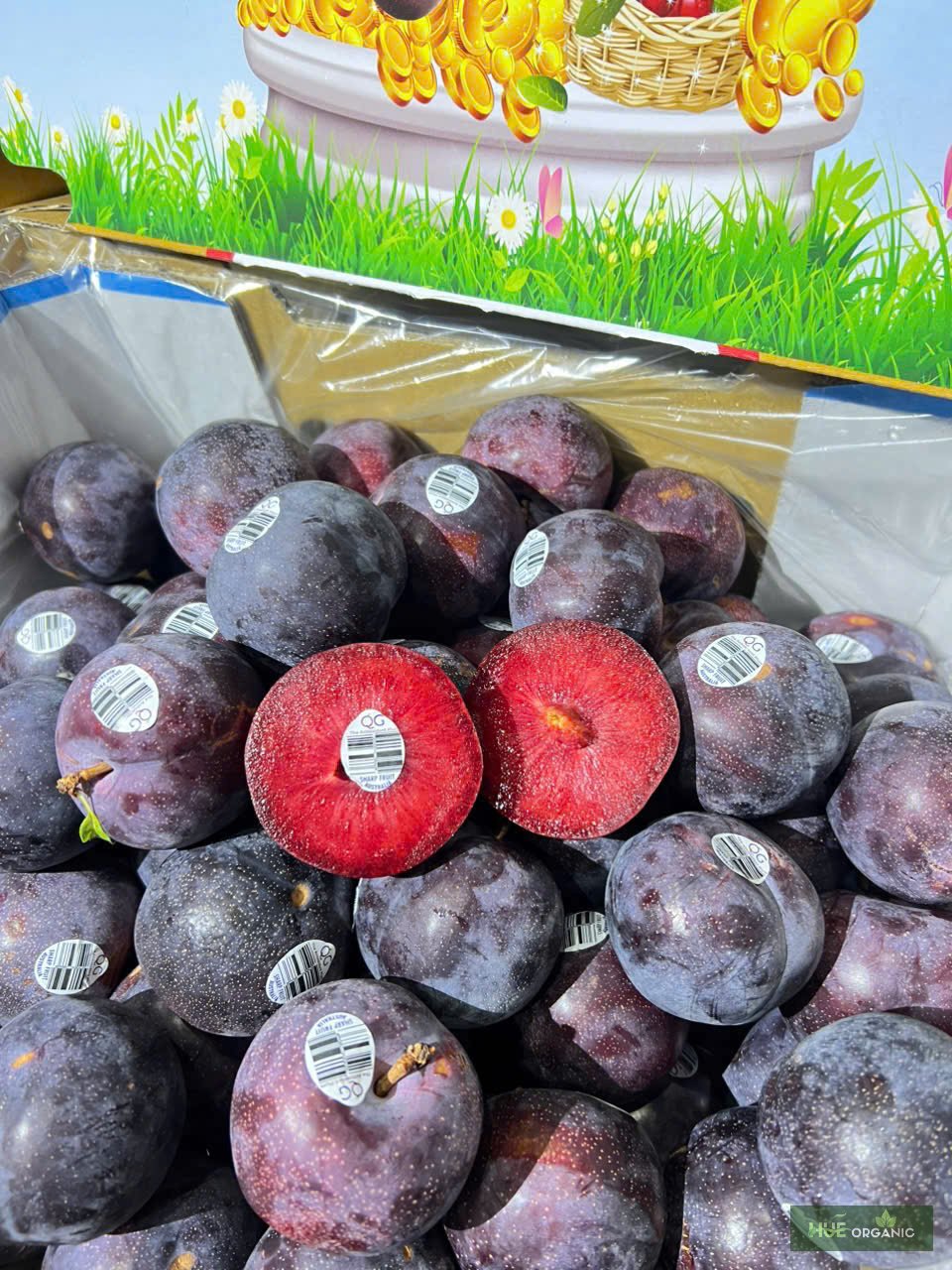 MẬN ÚC RUỘT ĐỎ - ảnh 4